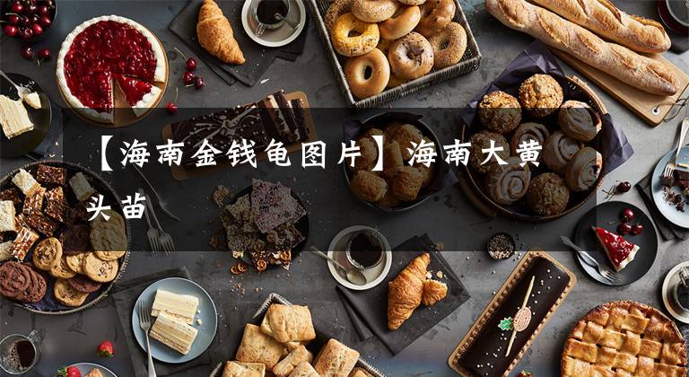 【海南金钱龟图片】海南大黄头苗