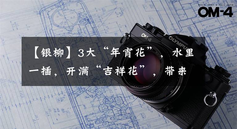 【银柳】3大“年宵花”,水里一插,开满“吉祥花”,带来好兆头