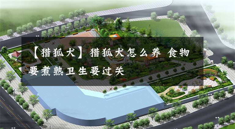 【猎狐犬】猎狐犬怎么养 食物要煮熟卫生要过关