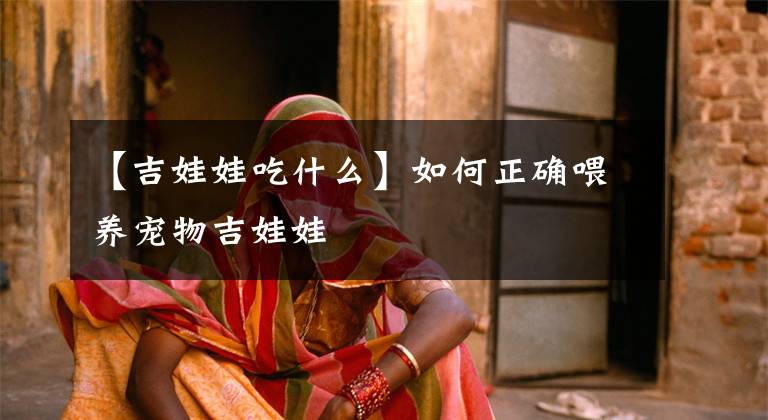 【吉娃娃吃什么】如何正确喂养宠物吉娃娃