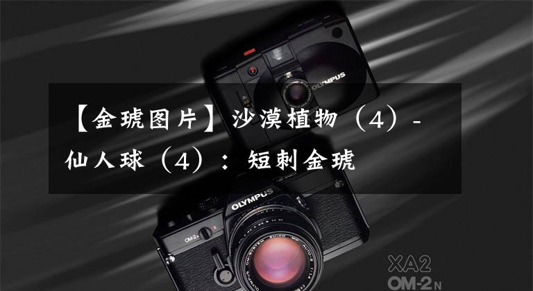 【金琥图片】沙漠植物（4）-仙人球（4）：短刺金琥