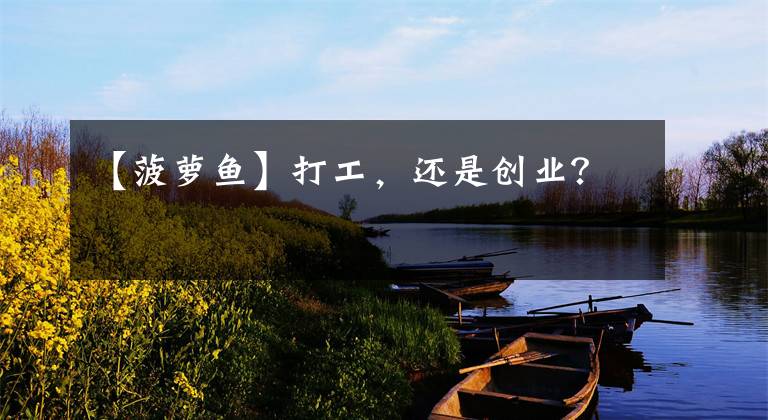 【菠萝鱼】打工，还是创业？