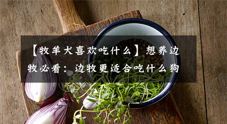 【牧羊犬喜欢吃什么】想养边牧必看：边牧更适合吃什么狗粮？边牧的综合习性