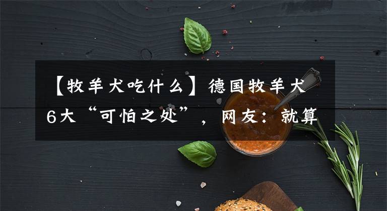 【牧羊犬吃什么】德国牧羊犬6大“可怕之处”,网友:就算想养,也不敢养