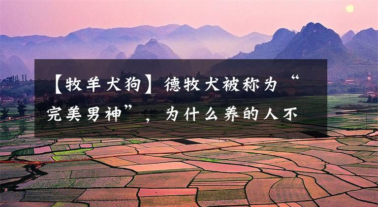 【牧羊犬狗】德牧犬被称为“完美男神”，为什么养的人不多？原因有6个