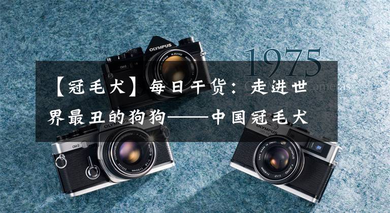 【冠毛犬】每日干货：走进世界最丑的狗狗——中国冠毛犬
