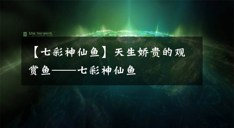 【七彩神仙鱼】天生娇贵的观赏鱼——七彩神仙鱼
