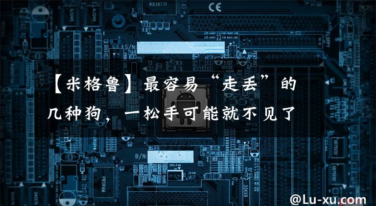 【米格鲁】最容易“走丢”的几种狗，一松手可能就不见了