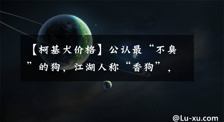 【柯基犬价格】公认最“不臭”的狗,江湖人称“香狗”,网友:养了就不想换狗了