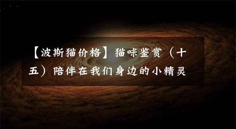 【波斯猫价格】猫咪鉴赏（十五）陪伴在我们身边的小精灵——波斯猫