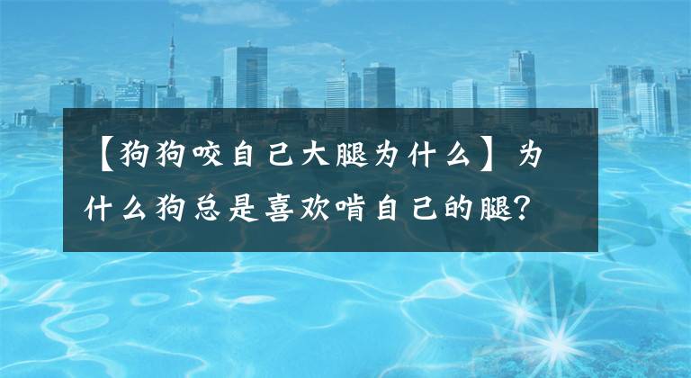 【狗狗咬自己大腿为什么】为什么狗总是喜欢啃自己的腿?