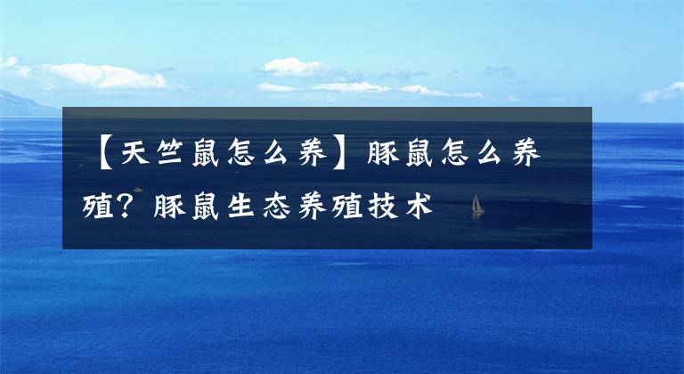 【天竺鼠怎么养】豚鼠怎么养殖？豚鼠生态养殖技术