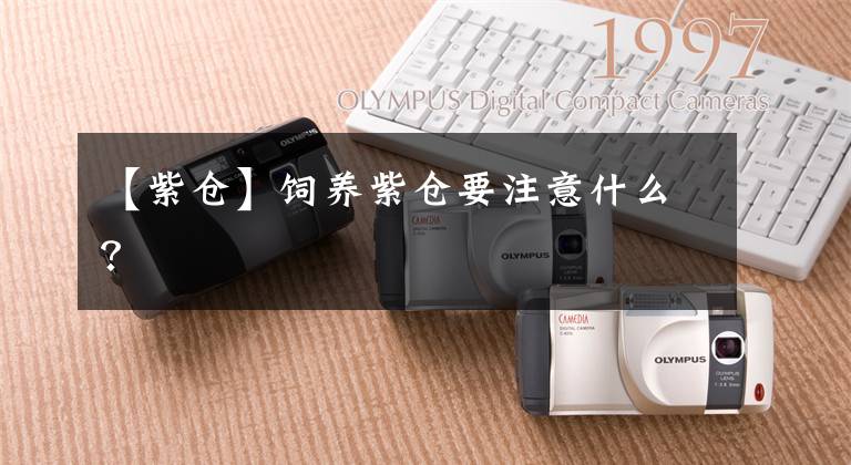 【紫仓】饲养紫仓要注意什么？