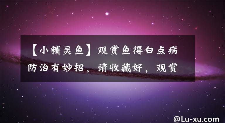 【小精灵鱼】观赏鱼得白点病防治有妙招,请收藏好,观赏鱼得白点病不用愁