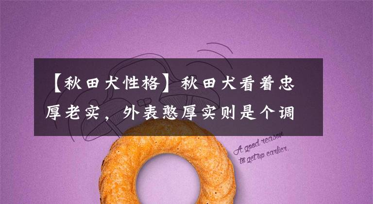 【秋田犬性格】秋田犬看着忠厚老实，外表憨厚实则是个调皮捣蛋鬼