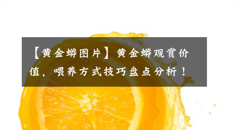 【黄金蟒图片】黄金蟒观赏价值,喂养方式技巧盘点分析!