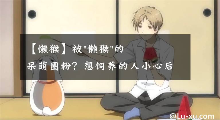 【懒猴】被"懒猴"的呆萌圈粉？想饲养的人小心后果很严重