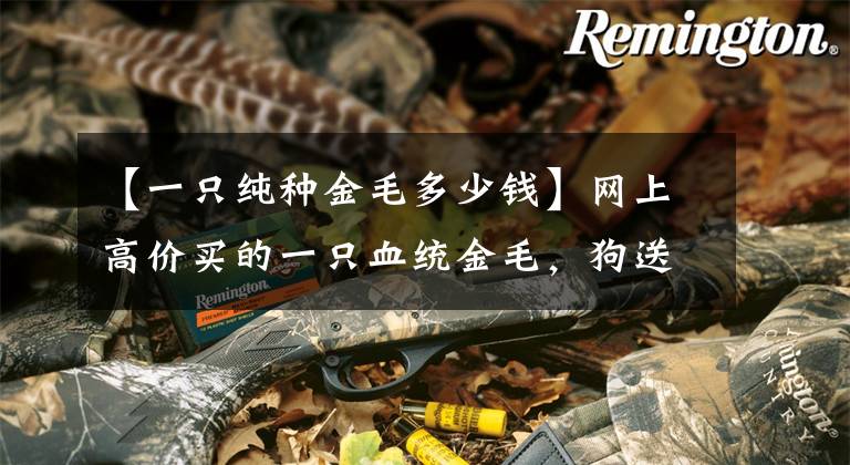 【一只纯种金毛多少钱】网上高价买的一只血统金毛，狗送过来后我懵了：这就是纯种金毛？