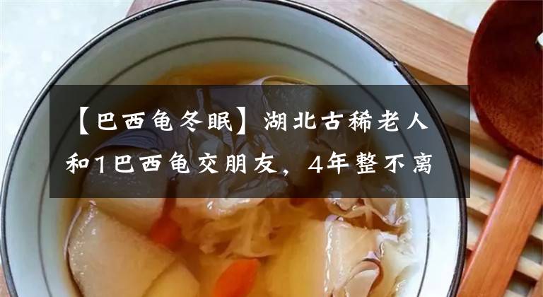 【巴西龟冬眠】湖北古稀老人和1巴西龟交朋友，4年整不离不弃，亲密如爱人