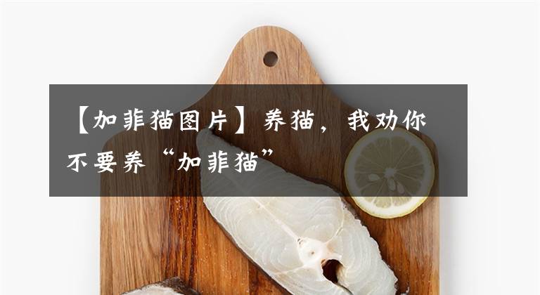 【加菲猫图片】养猫,我劝你不要养“加菲猫”