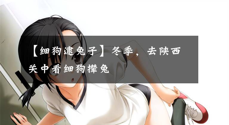 【细狗逮兔子】冬季，去陕西关中看细狗撵兔