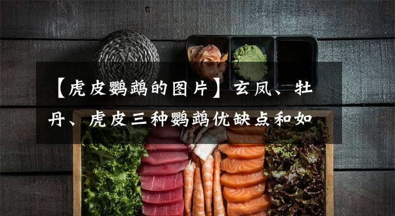 【虎皮鹦鹉的图片】玄凤、牡丹、虎皮三种鹦鹉优缺点和如何选择