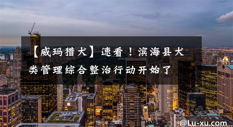 【威玛猎犬】速看！滨海县犬类管理综合整治行动开始了