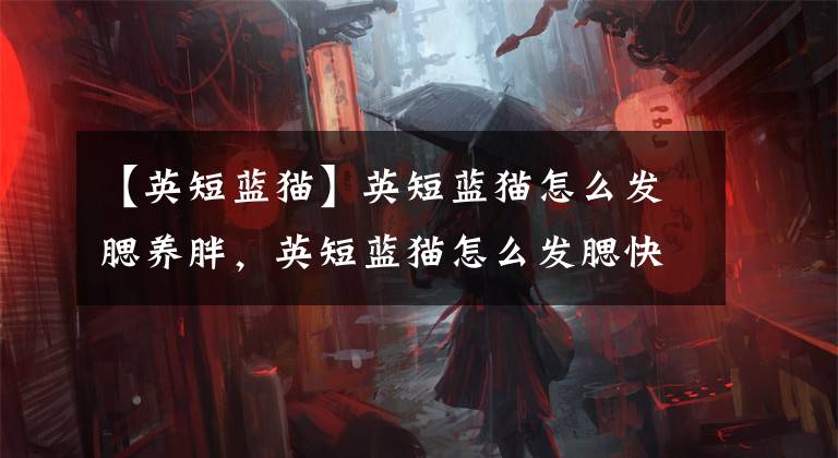【英短蓝猫】英短蓝猫怎么发腮养胖,英短蓝猫怎么发腮快,英短蓝猫会不会发腮