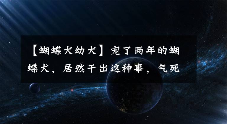 【蝴蝶犬幼犬】宠了两年的蝴蝶犬,居然干出这种事,气死我了