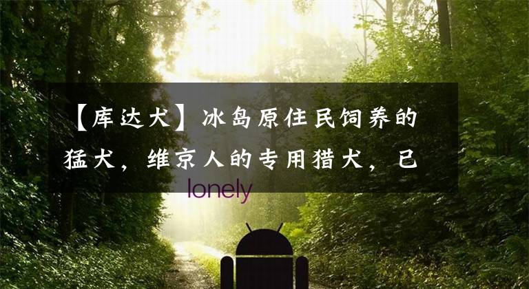【库达犬】冰岛原住民饲养的猛犬，维京人的专用猎犬，已有千年历史