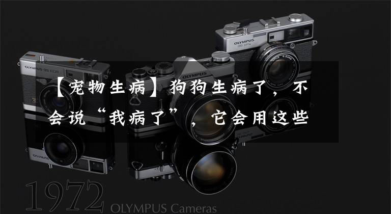 【宠物生病】狗狗生病了，不会说“我病了”，它会用这些方式表达