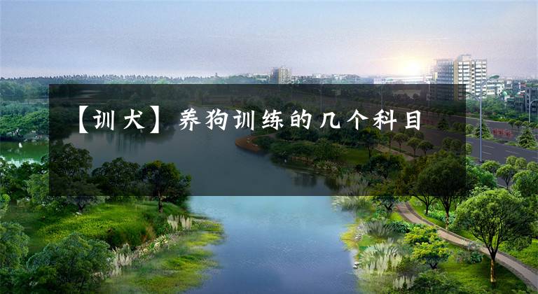 【训犬】养狗训练的几个科目