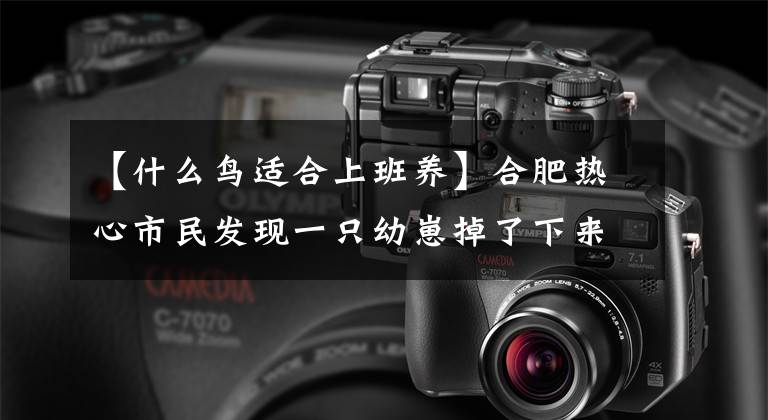 【什么鸟适合上班养】合肥热心市民发现一只幼崽掉了下来，想帮助培养专家，但表示不建议。