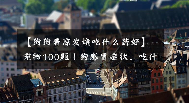 【狗狗着凉发烧吃什么药好】宠物100题！狗感冒症状，吃什么药有效？建议收藏