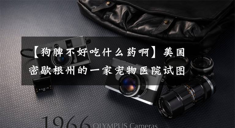 【狗脾不好吃什么药啊】美国密歇根州的一家宠物医院试图用中药治疗生病的狗。