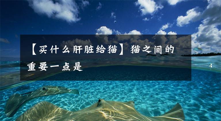 【买什么肝脏给猫】猫之间的重要一点是