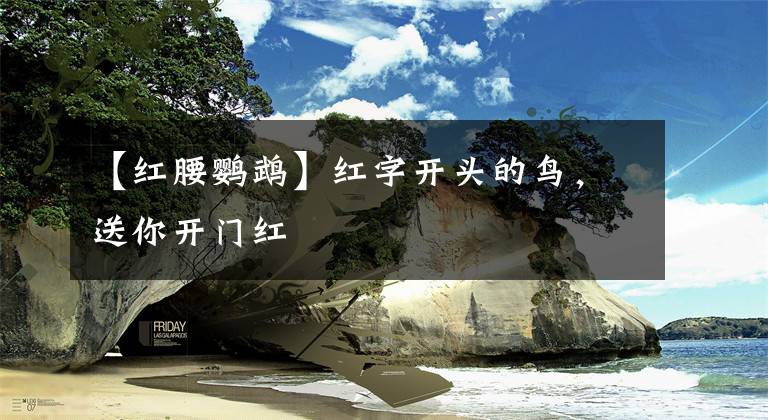 【红腰鹦鹉】红字开头的鸟,送你开门红