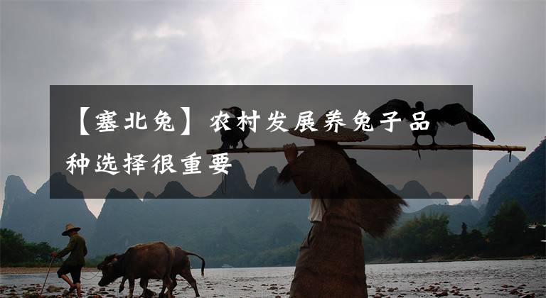 【塞北兔】农村发展养兔子品种选择很重要