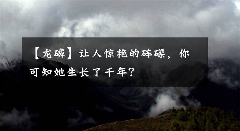 【龙磷】让人惊艳的砗磲，你可知她生长了千年？
