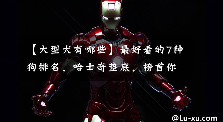【大型犬有哪些】最好看的7种狗排名，哈士奇垫底，榜首你猜到了吗？