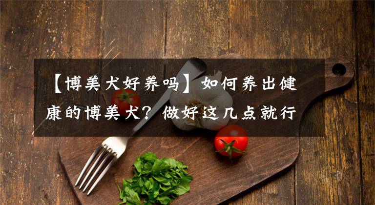 【博美犬好养吗】如何养出健康的博美犬？做好这几点就行