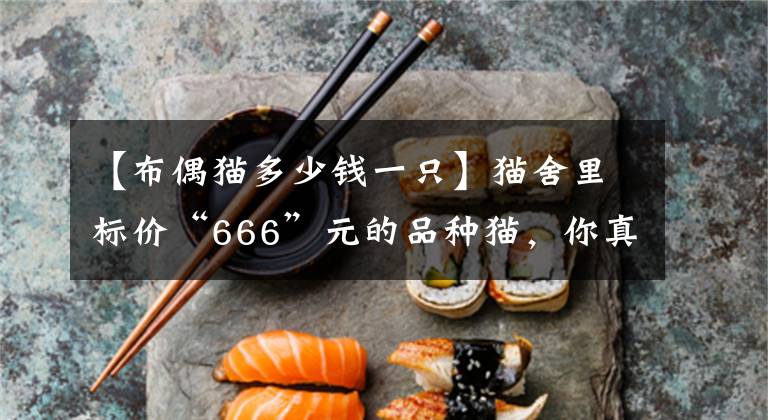 【布偶猫多少钱一只】猫舍里标价“666”元的品种猫,你真的敢买吗?