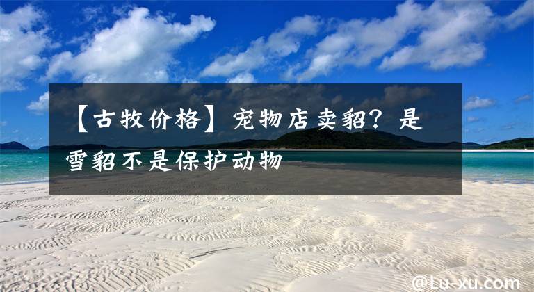 【古牧价格】宠物店卖貂?是雪貂不是保护动物