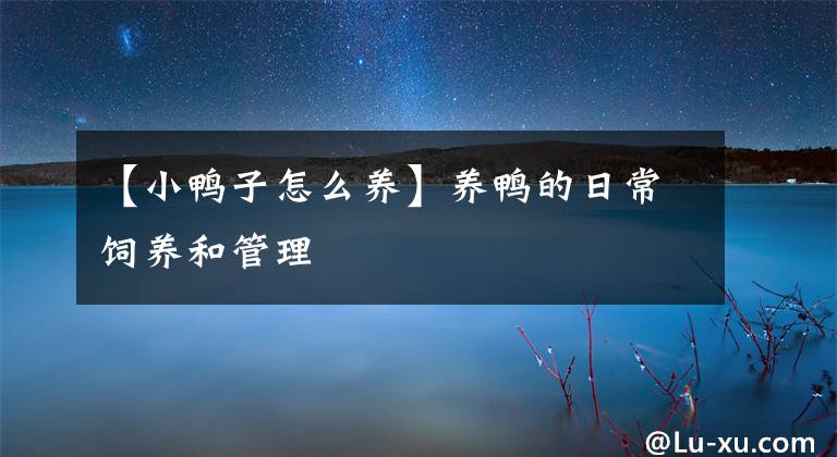 【小鸭子怎么养】养鸭的日常饲养和管理