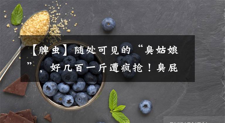 【脾虫】随处可见的“臭姑娘”，好几百一斤遭疯抢！臭屁虫到底有什么用？