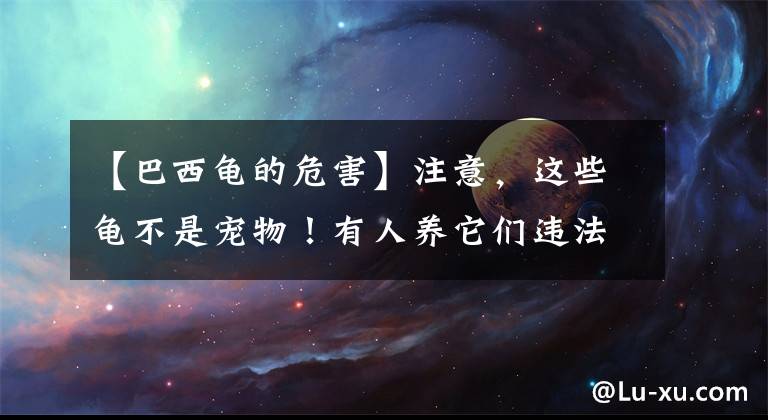 【巴西龟的危害】注意,这些龟不是宠物!有人养它们违法啦