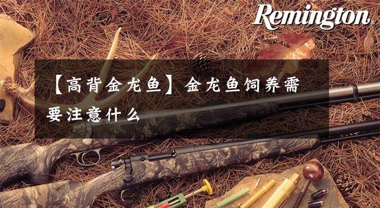 【高背金龙鱼】金龙鱼饲养需要注意什么