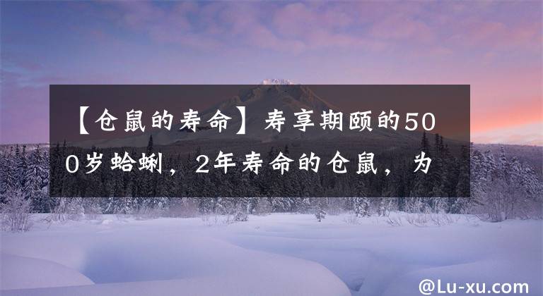 【仓鼠的寿命】寿享期颐的500岁蛤蜊,2年寿命的仓鼠,为何动物的寿命差异如此大