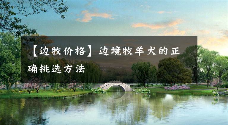 【边牧价格】边境牧羊犬的正确挑选方法