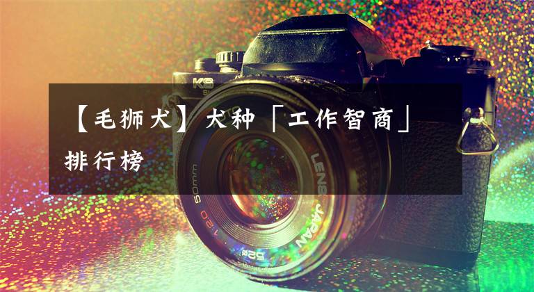 【毛狮犬】犬种「工作智商」排行榜